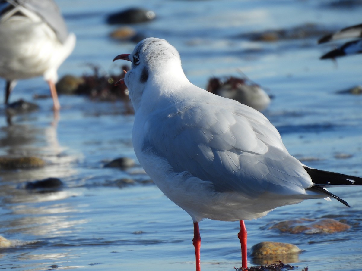 Black-headed Gull - ML612461436