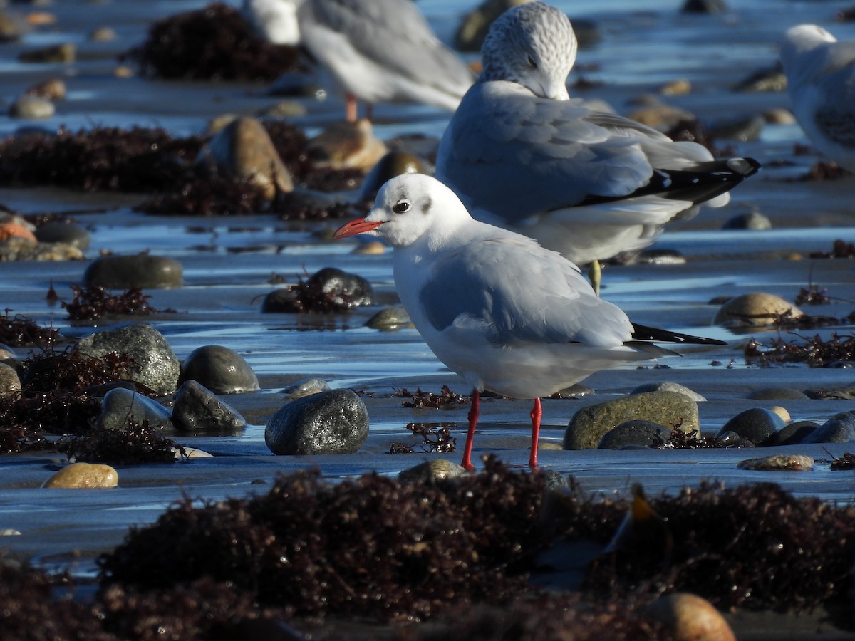 Black-headed Gull - ML612461440
