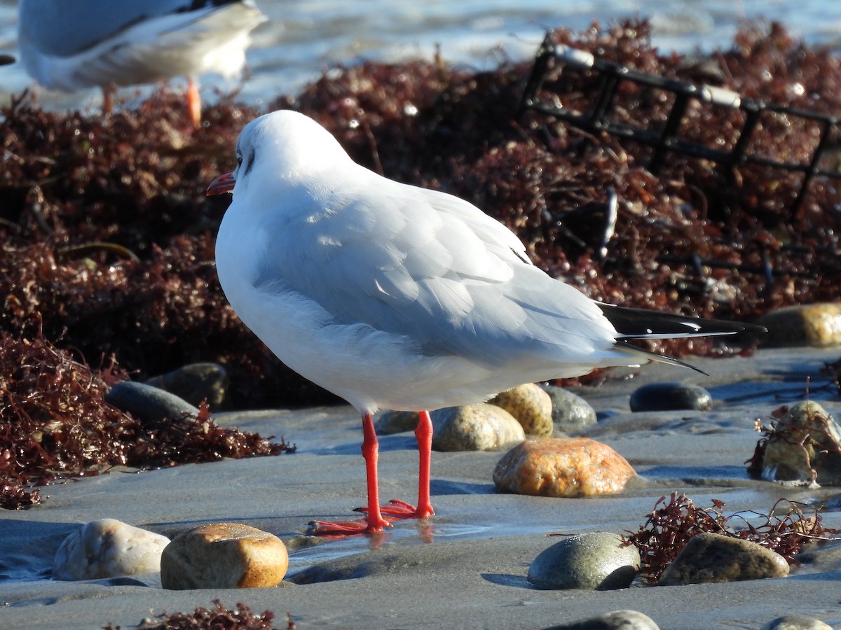 Black-headed Gull - ML612461441
