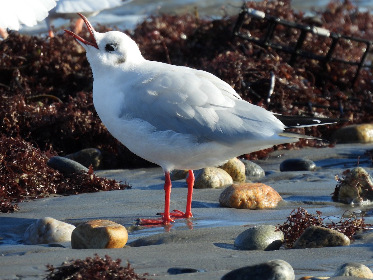 Black-headed Gull - ML612461443