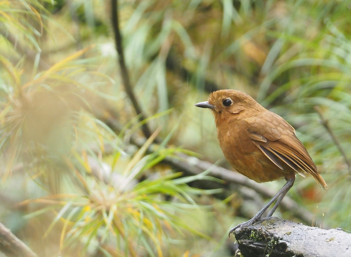 Junin Antpitta - ML612461450