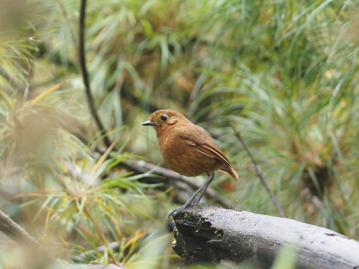 Junin Antpitta - Stephan Lorenz