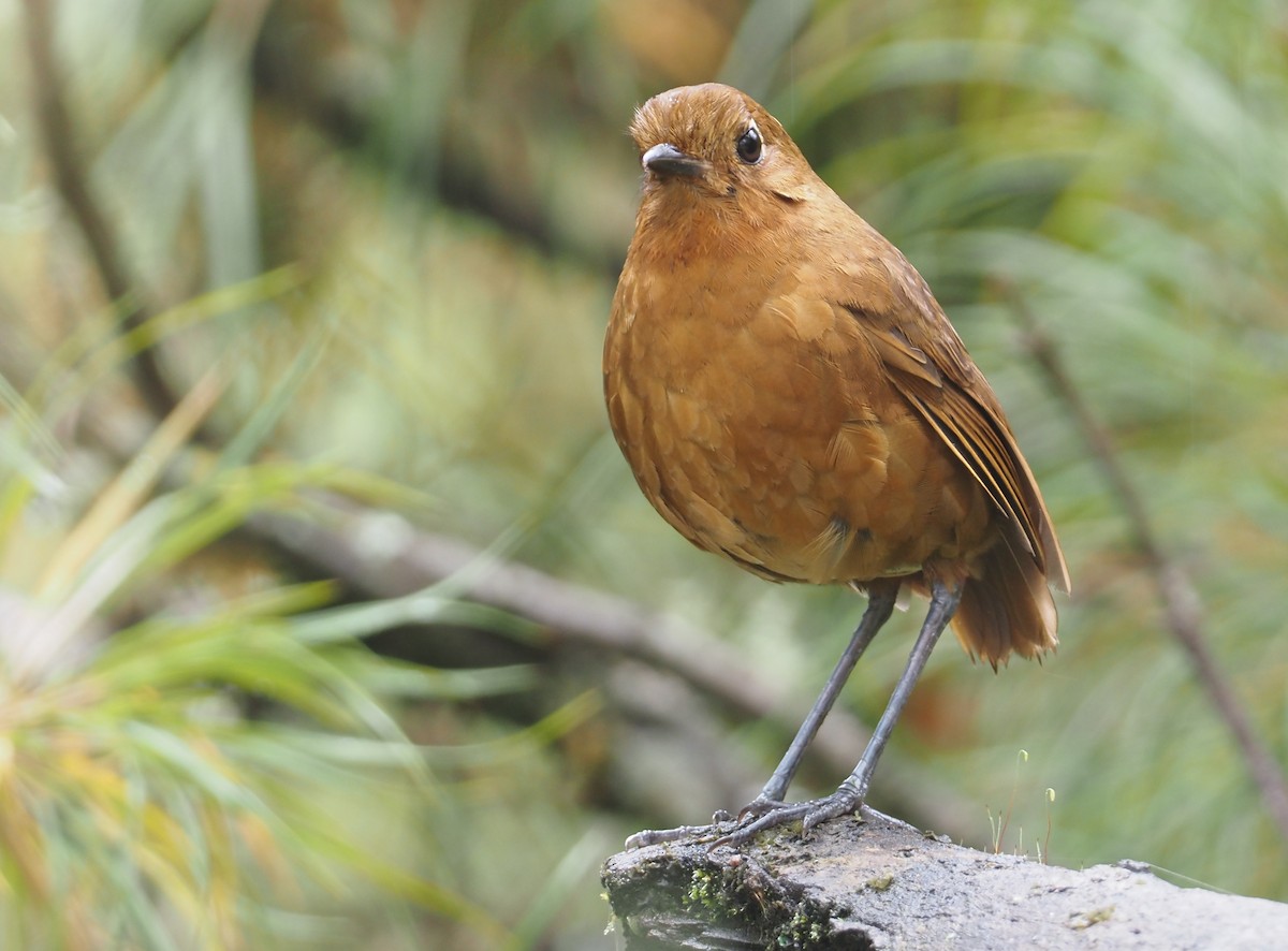 Junin Antpitta - Stephan Lorenz