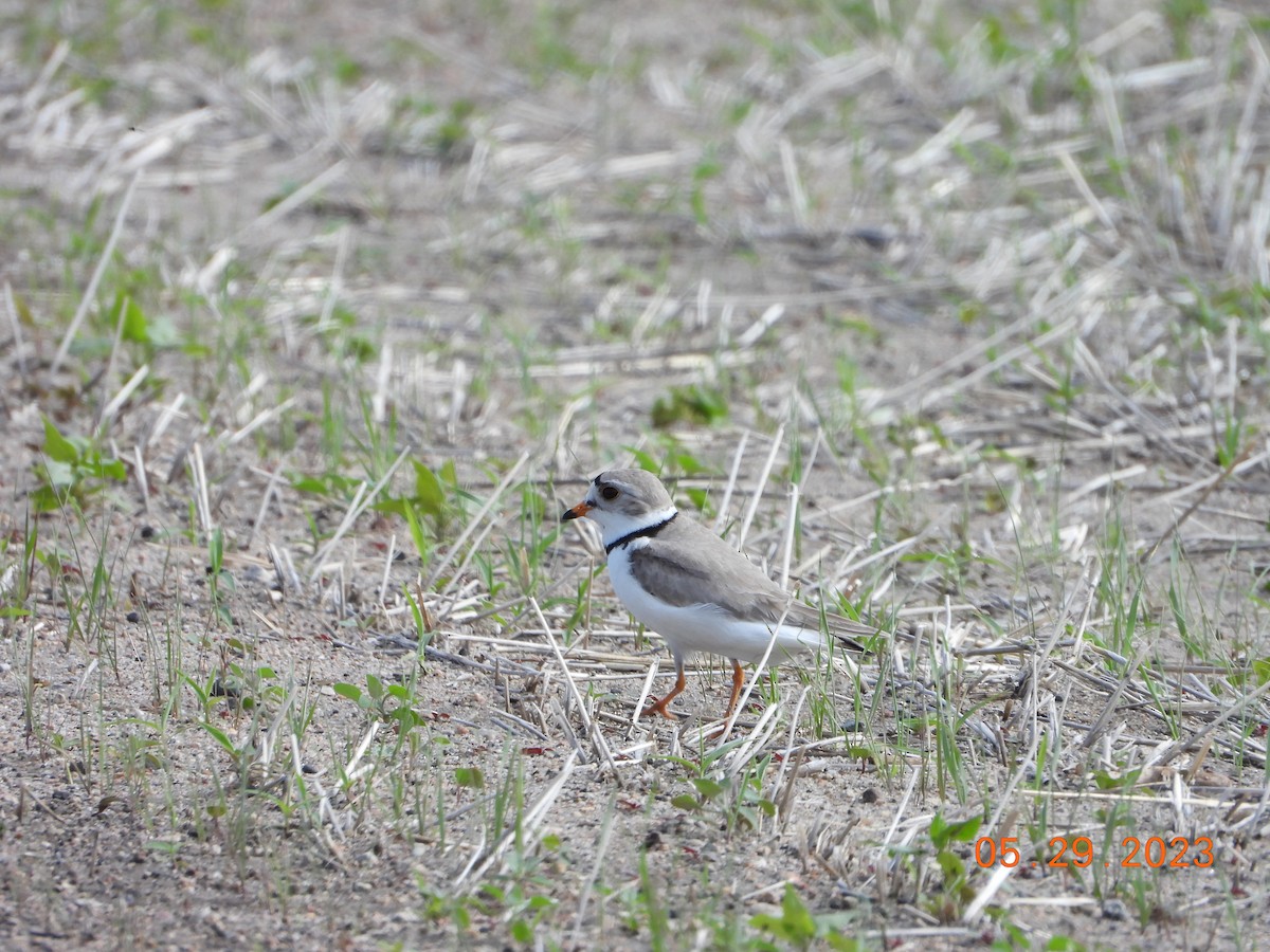 Piping Plover - ML612461505