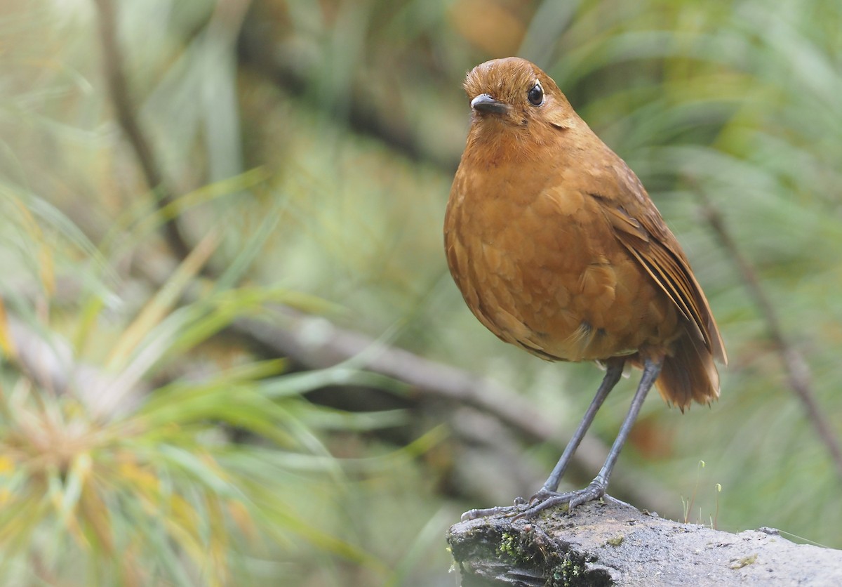 Junin Antpitta - Stephan Lorenz