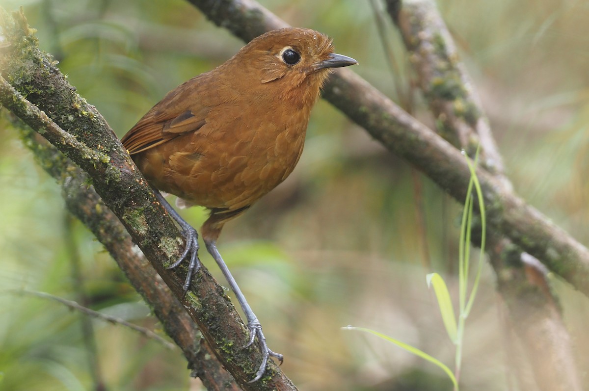 Junin Antpitta - Stephan Lorenz