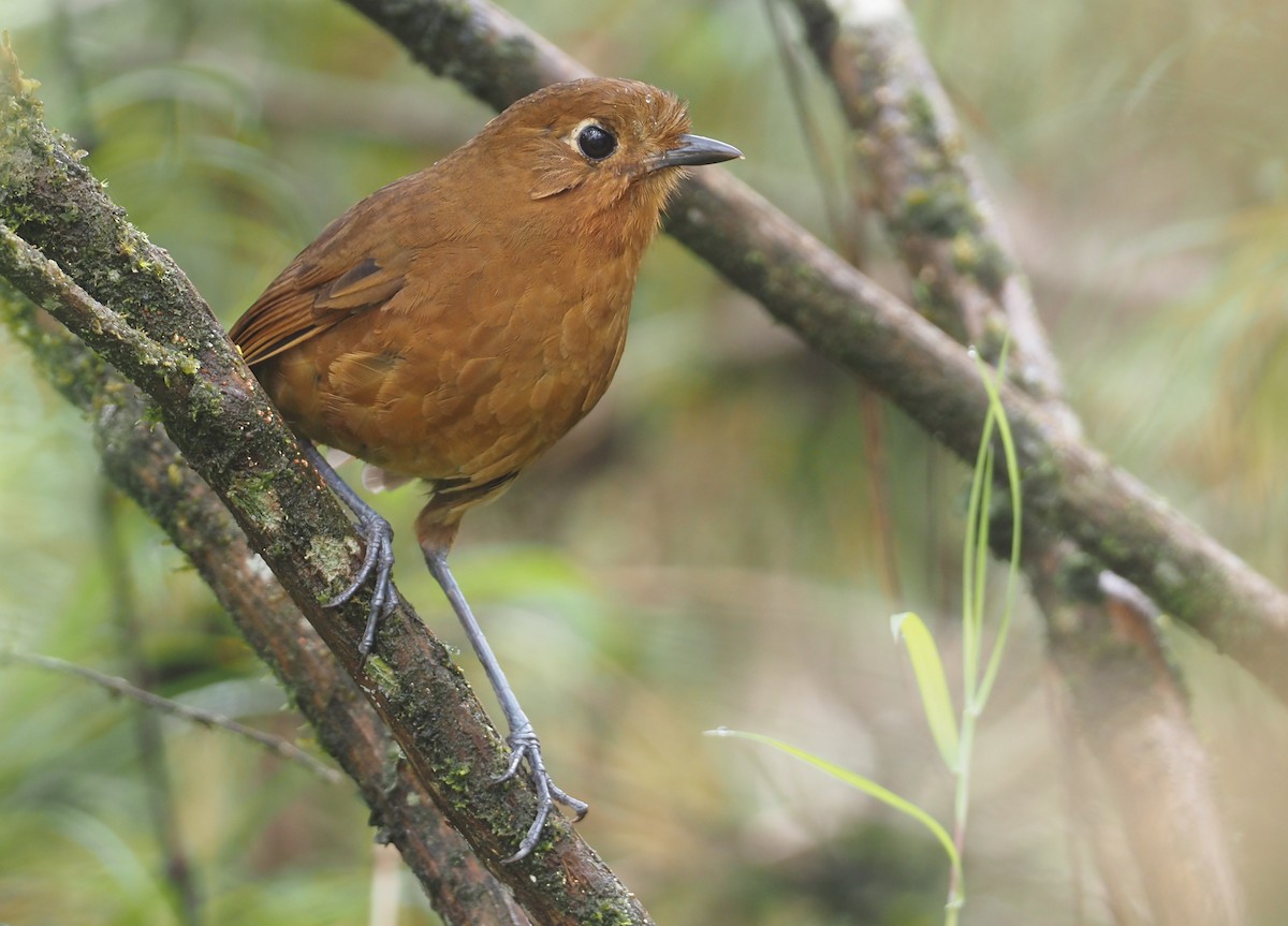 Junin Antpitta - Stephan Lorenz