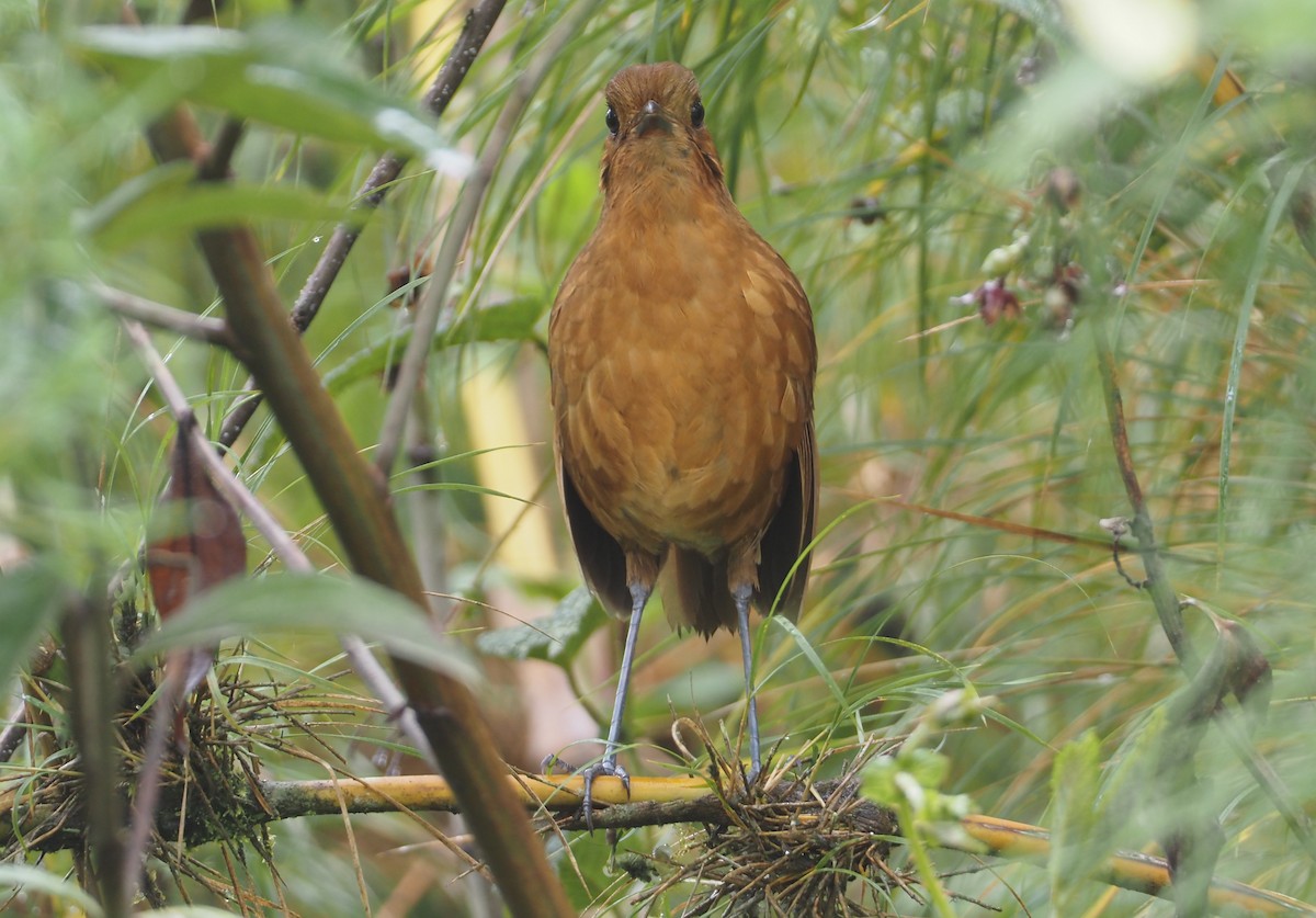 Junin Antpitta - Stephan Lorenz