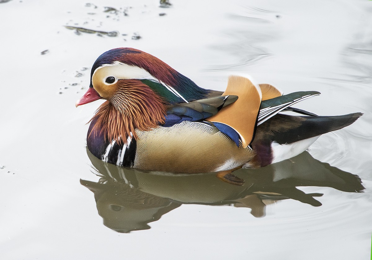 Mandarin Duck - ML612461576