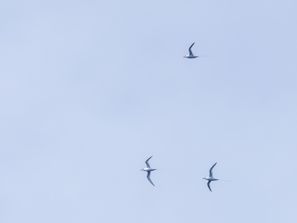 Red-billed Tropicbird - ML612461588