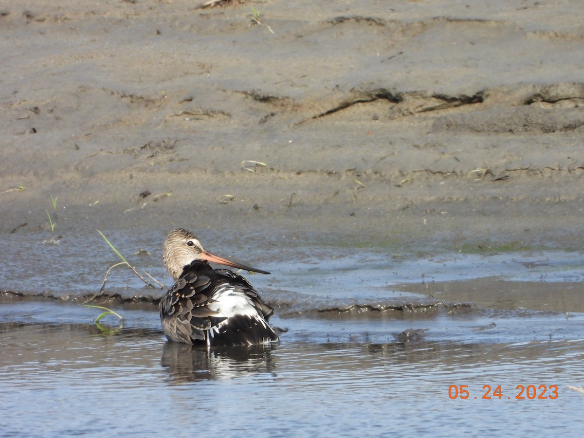 Hudsonian Godwit - ML612461626