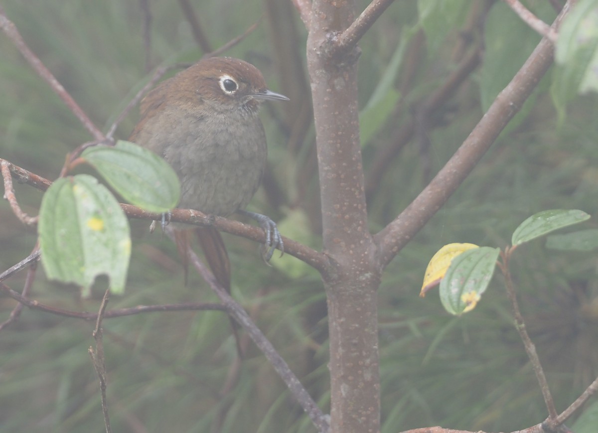 Eye-ringed Thistletail - ML612461652