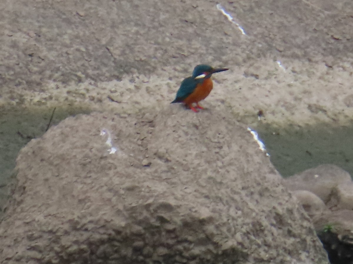 Common Kingfisher - ML612461684