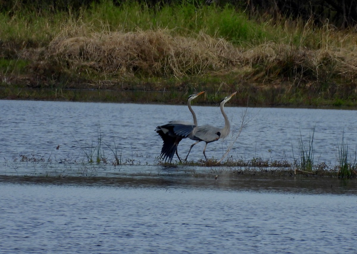 Great Blue Heron - ML612461766