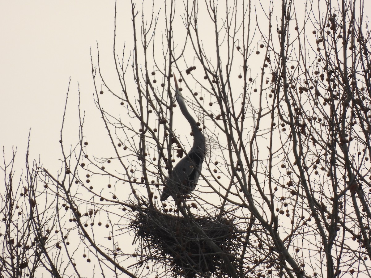 Great Blue Heron - ML612461818