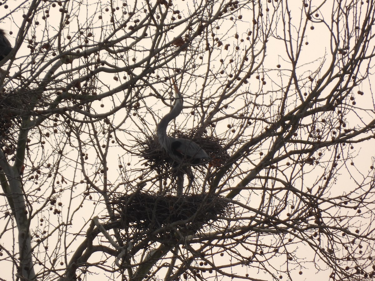 Great Blue Heron - ML612461821