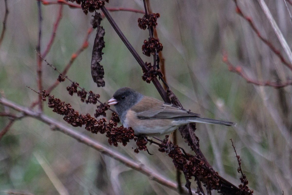 Dark-eyed Junco (Oregon) - ML612461874