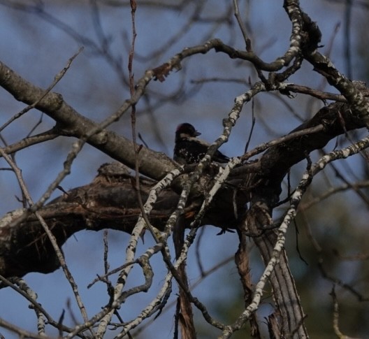 Downy Woodpecker - ML612461875