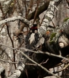 Downy Woodpecker - ML612461876