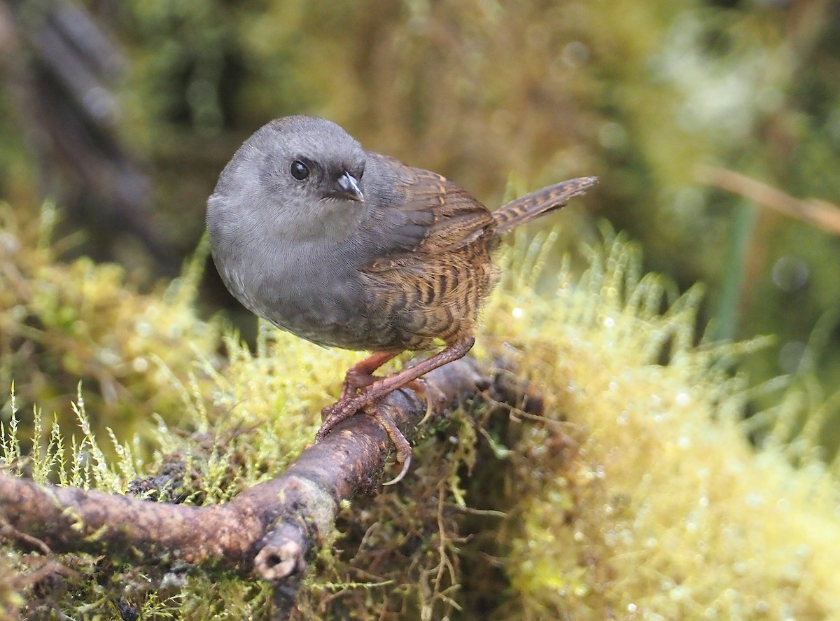 Jalca Tapaculo - ML612461887