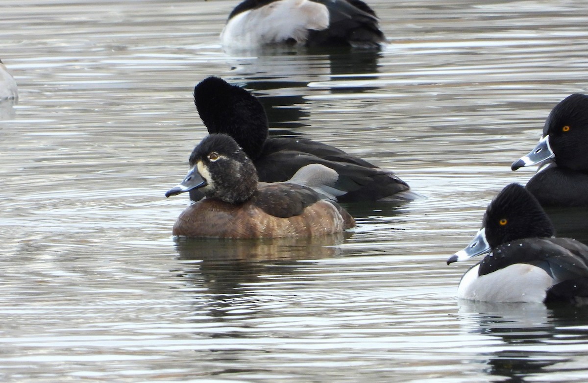 Ring-necked Duck - ML612461914