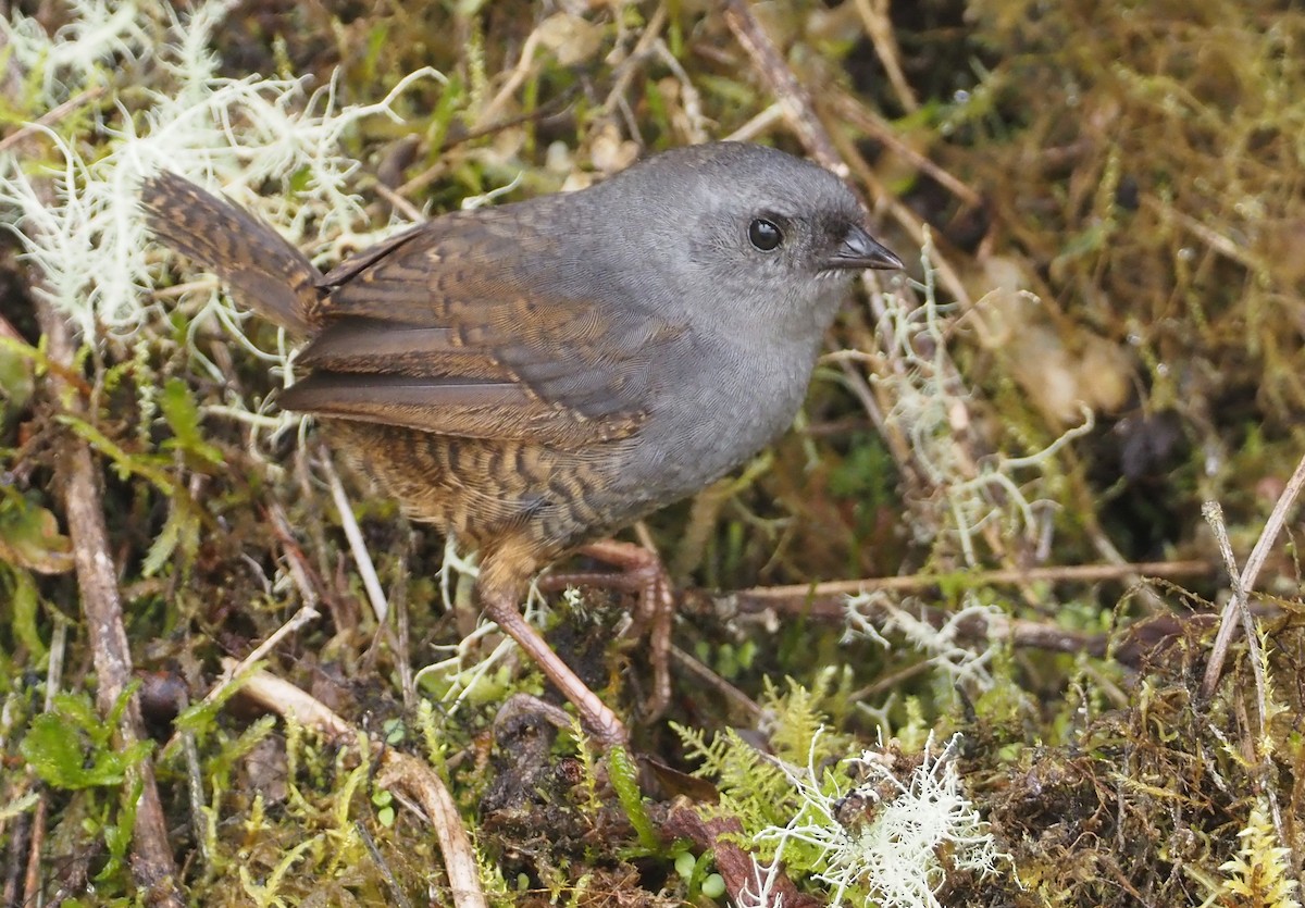 Jalca Tapaculo - ML612461915