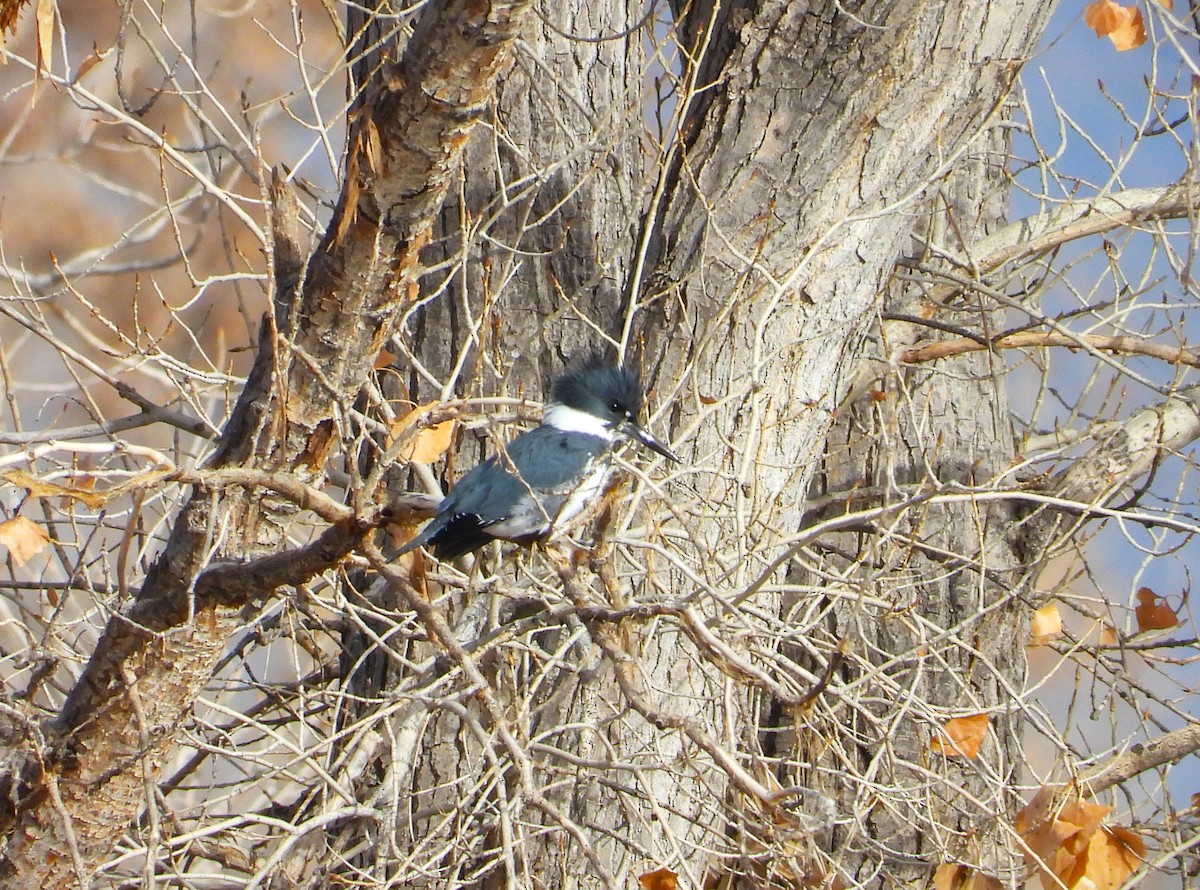 Belted Kingfisher - ML612461920