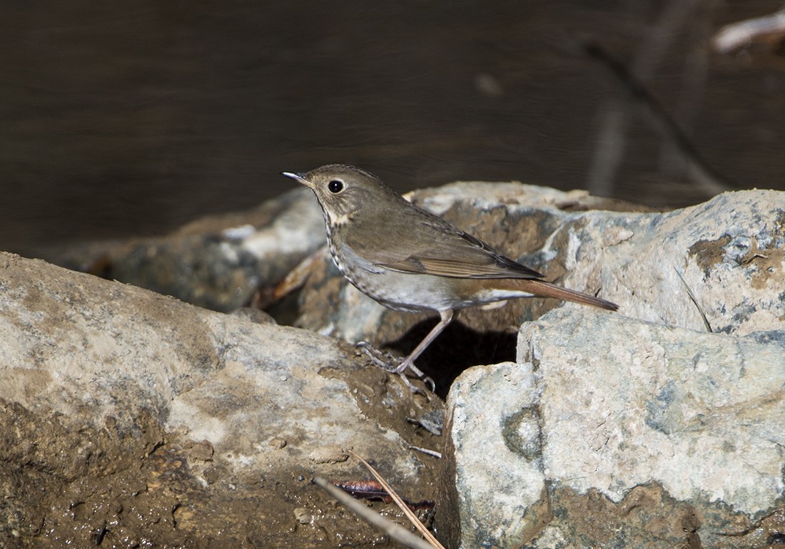 Hermit Thrush - ML612461946