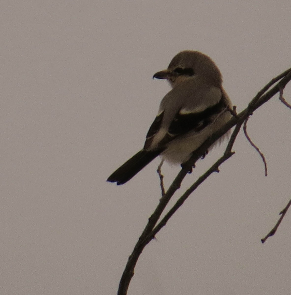 Умардын дунхай - ML612461953