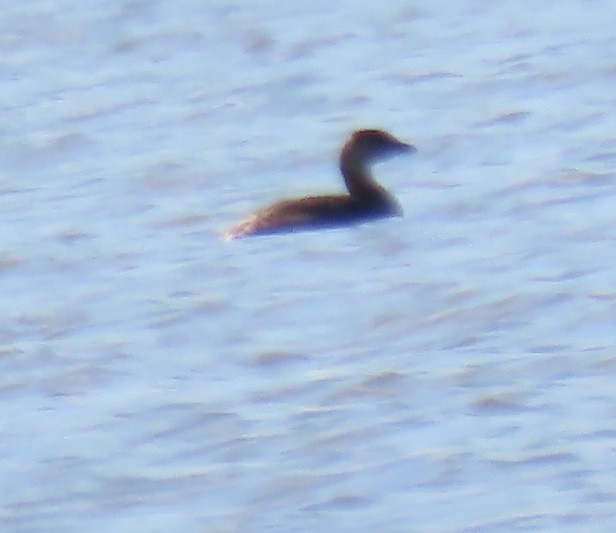 Pied-billed Grebe - ML612461963