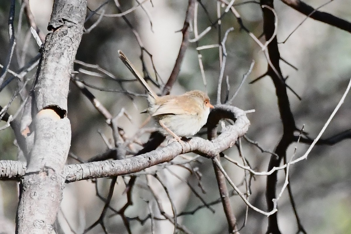 Superb Fairywren - ML612461973