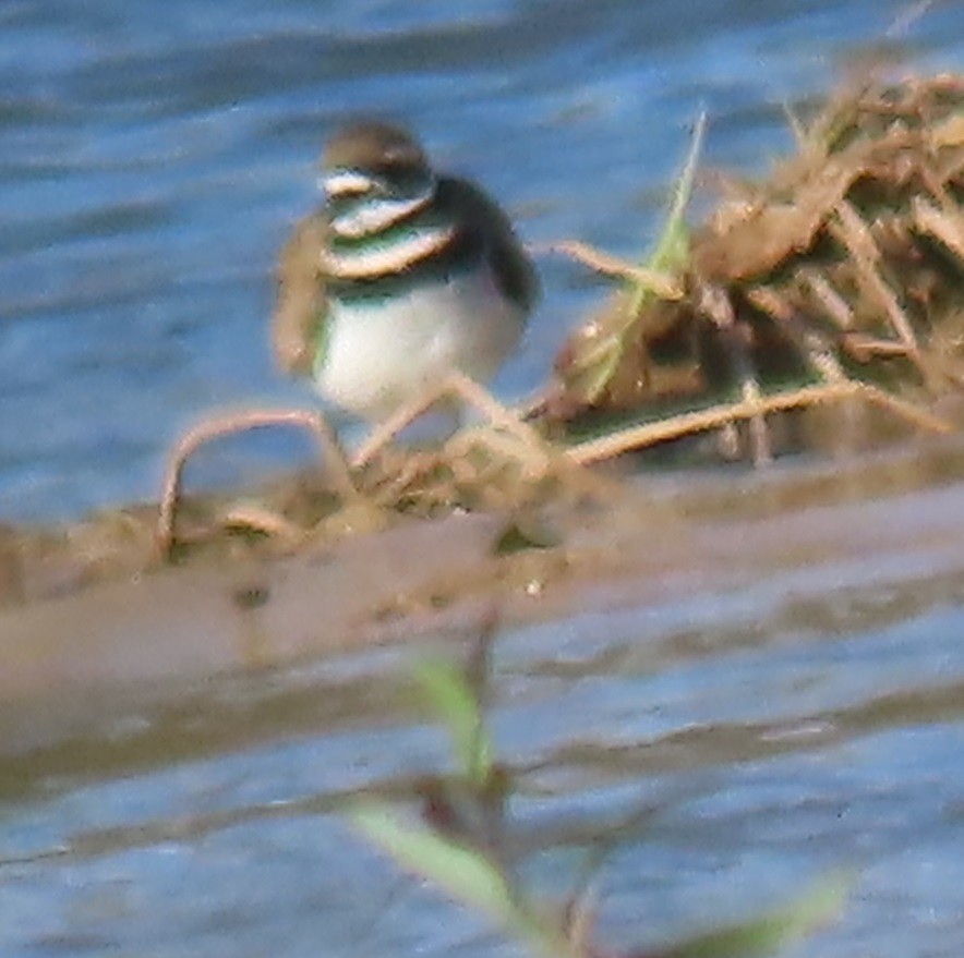 Killdeer - Bill Wright_cc