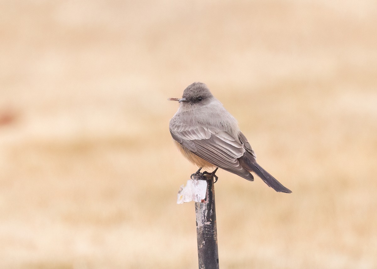 Say's Phoebe - ML612462002