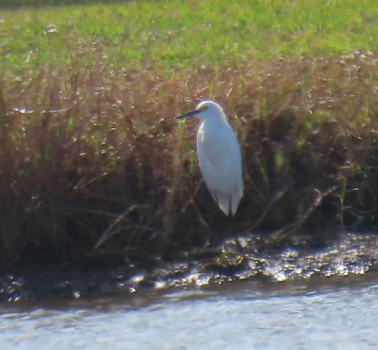 Snowy Egret - ML612462016