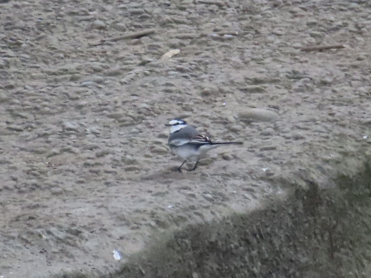 White Wagtail - 似珍 白