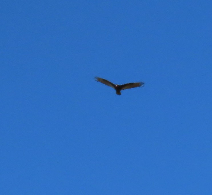 Turkey Vulture - ML612462073