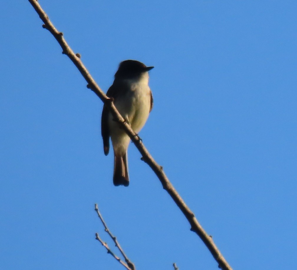 Eastern Phoebe - ML612462086