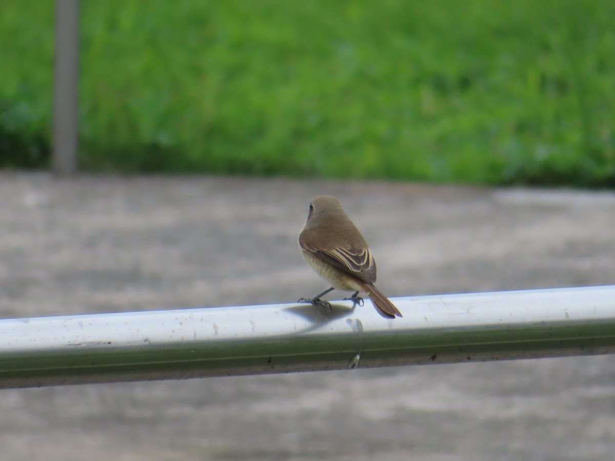 Brown Shrike - ML612462102