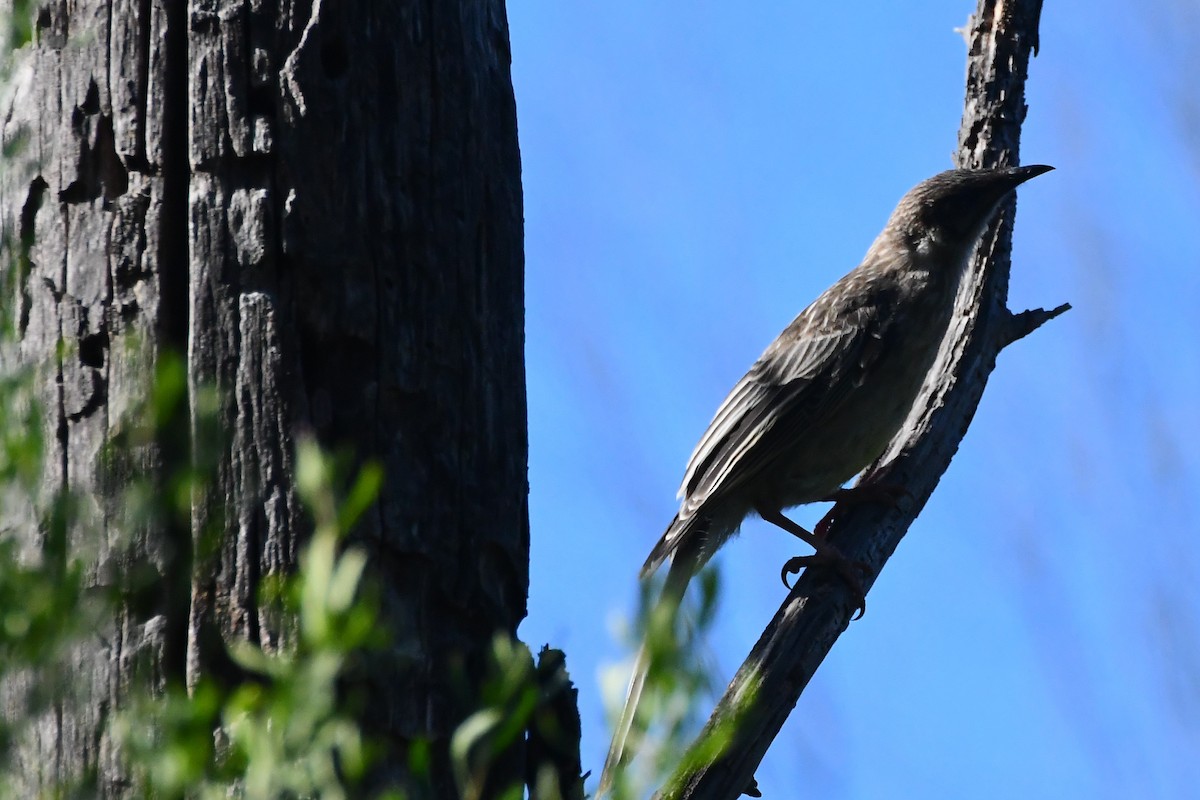 Red Wattlebird - ML612462130