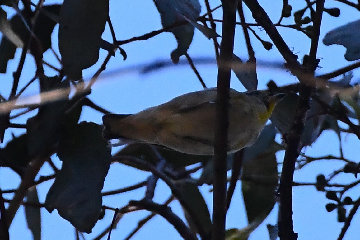 Spotted Pardalote - ML612462153