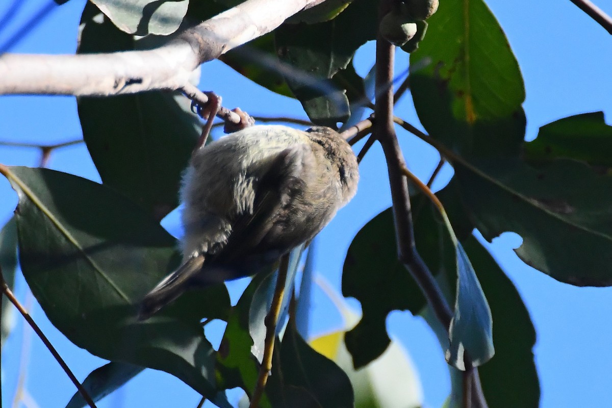 Striated Thornbill - ML612462162