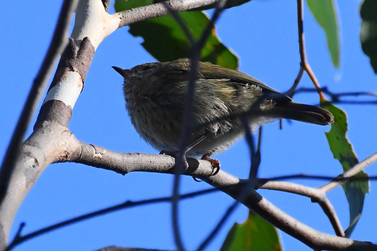 Striated Thornbill - ML612462173