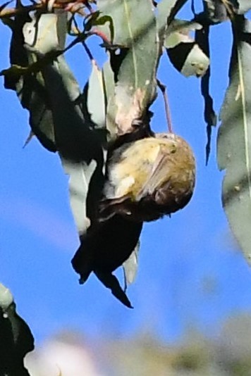 Striated Thornbill - ML612462179