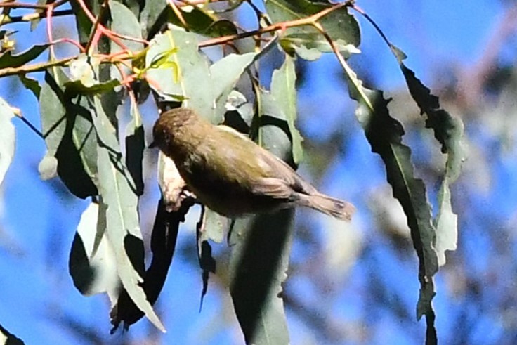 Striated Thornbill - ML612462186