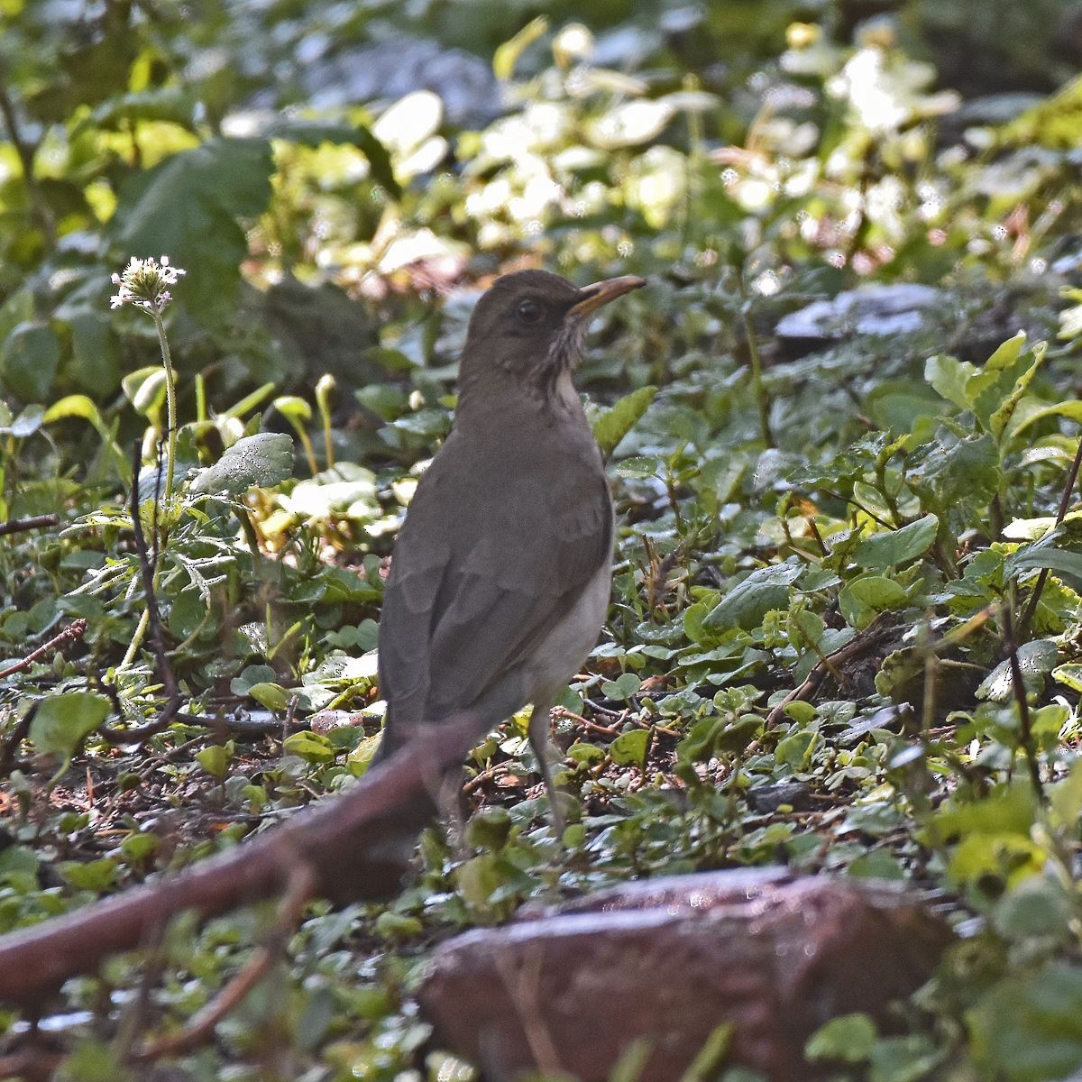 Creamy-bellied Thrush - ML612462197