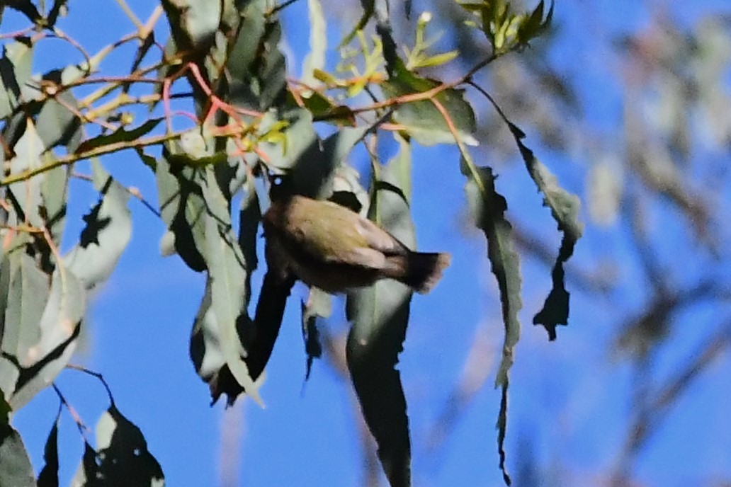 Striated Thornbill - ML612462200