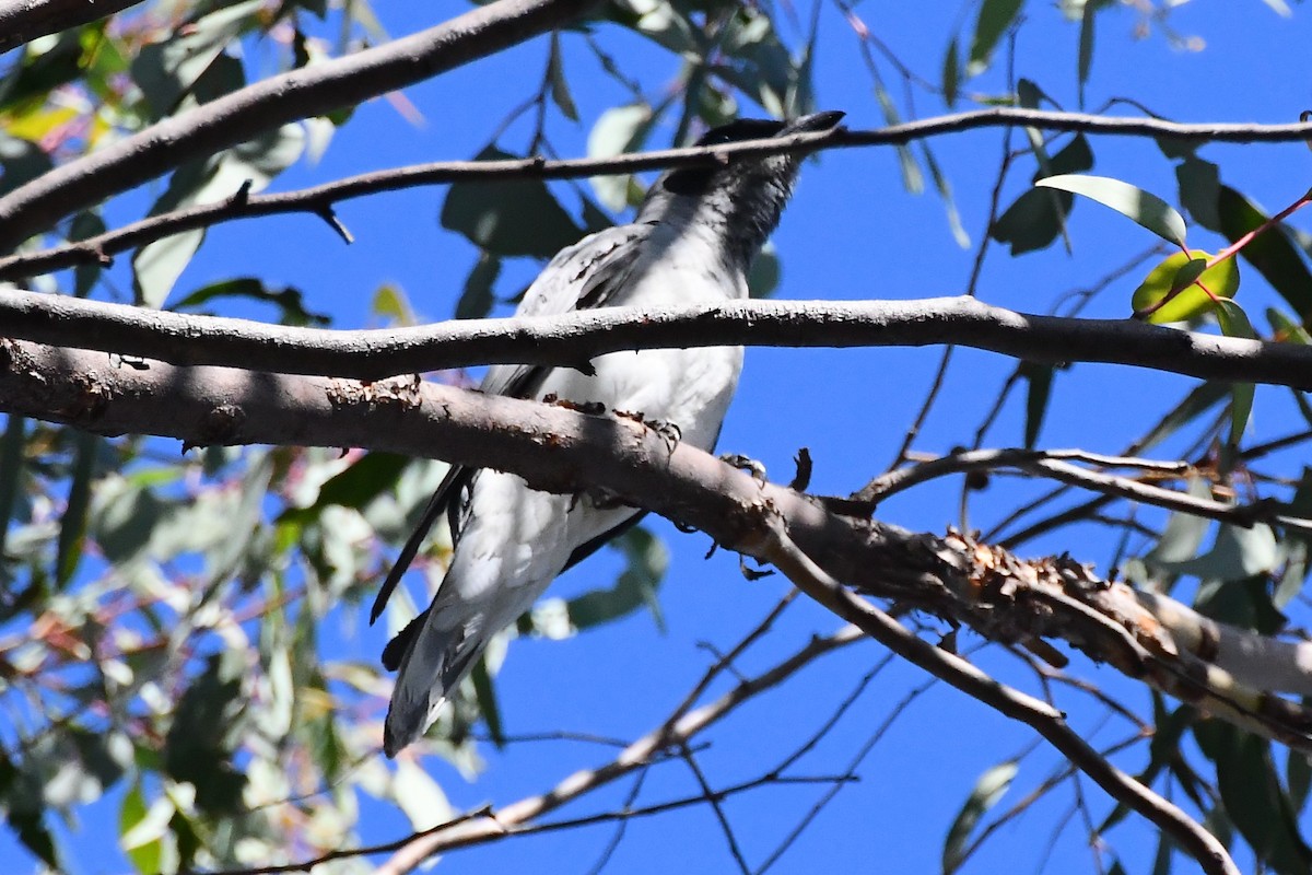 Black-faced Cuckooshrike - ML612462216