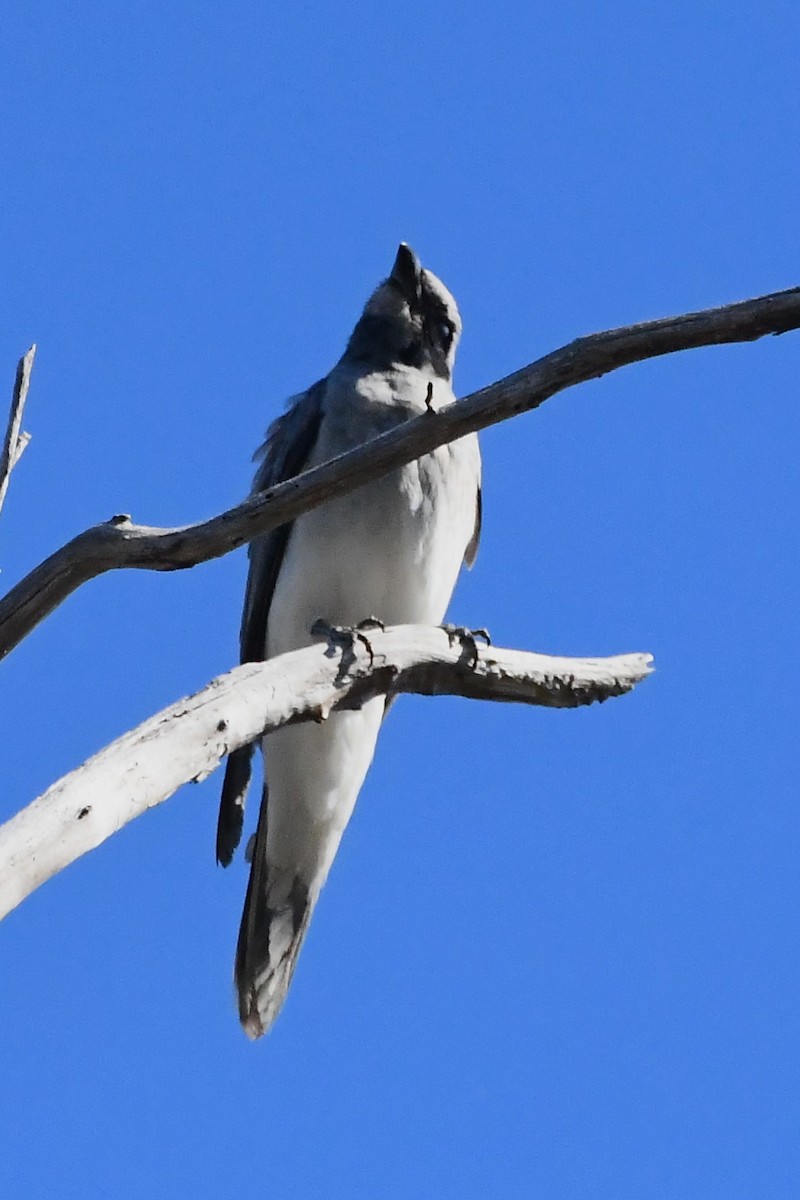 Black-faced Cuckooshrike - ML612462218