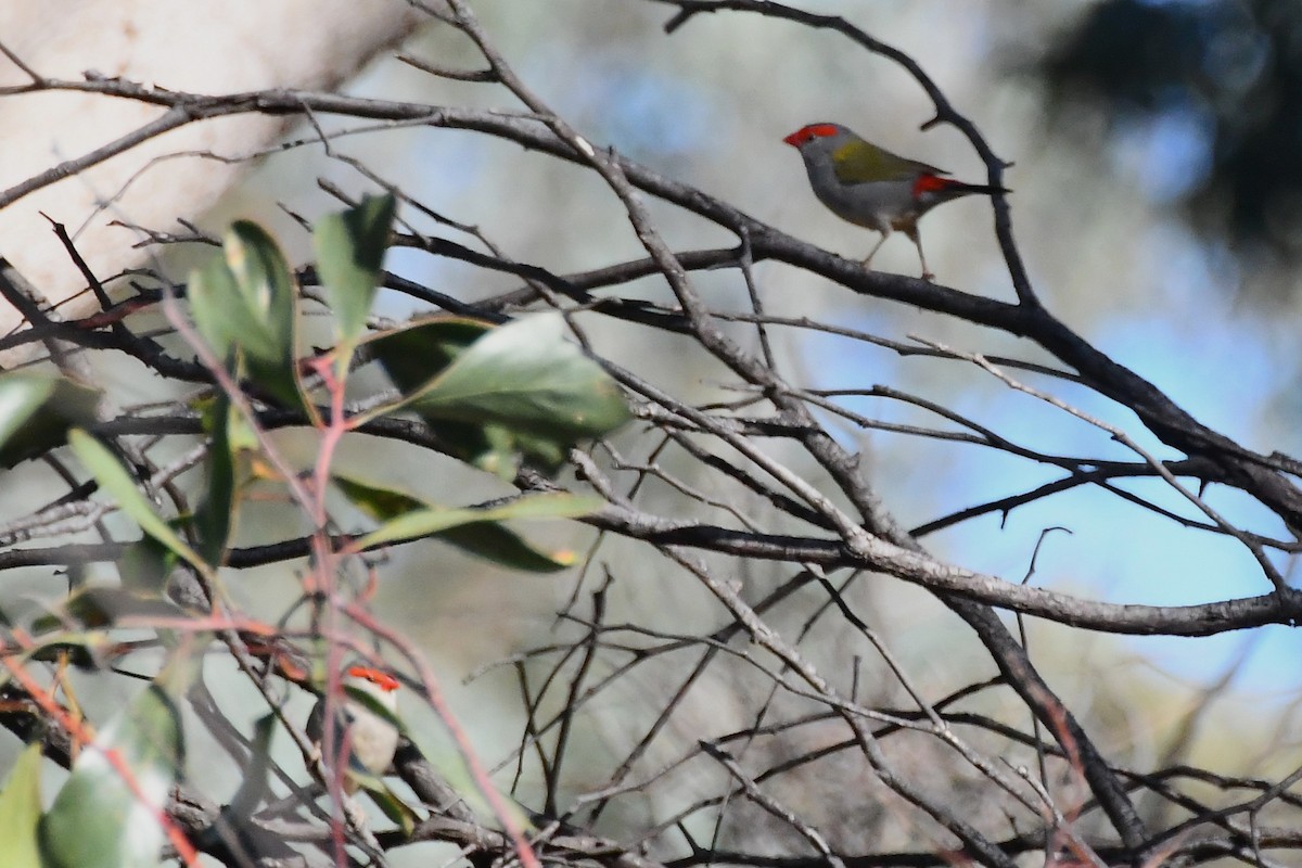 Red-browed Firetail - ML612462233