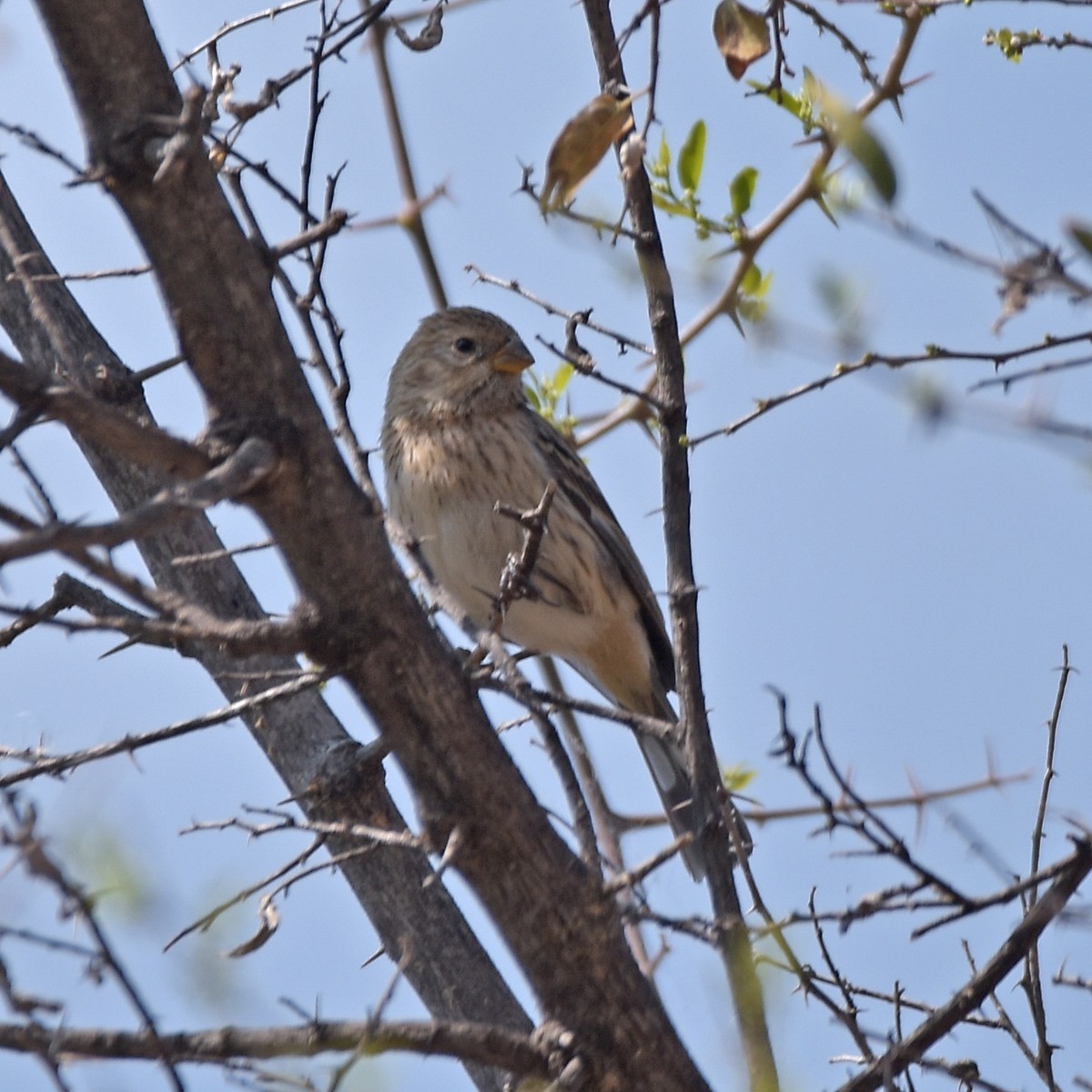 Band-tailed Seedeater - ML612462238
